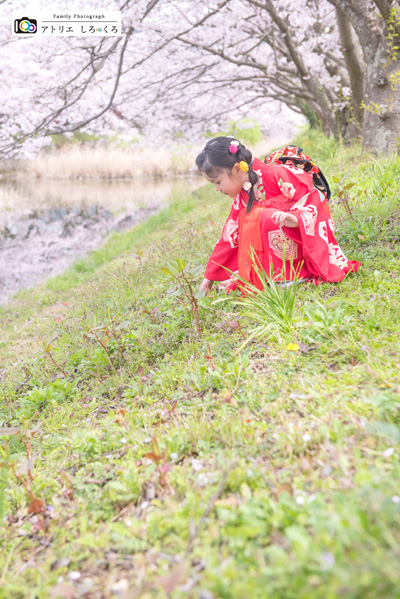 週末は桜ロケを敢行しました！入学記念撮影プランも続行中です。