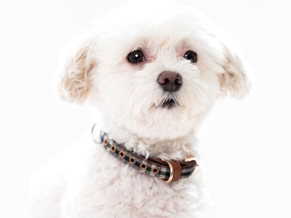 エッセンスプラン